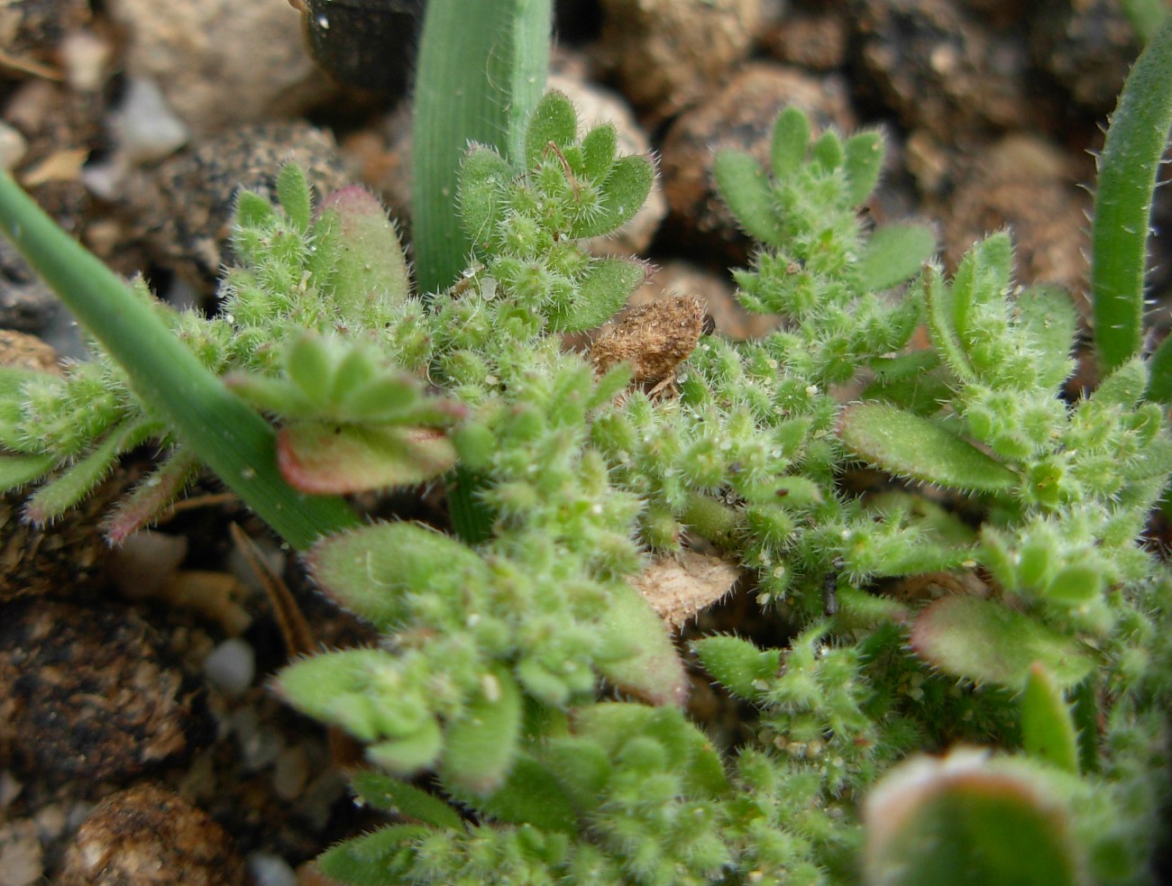 Herniaria cinerea DC. / Ernaria irsuta